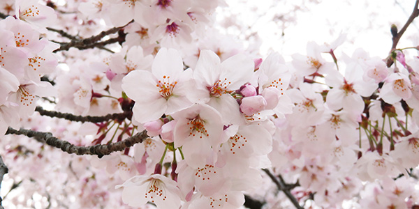 高崎公園桜